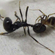 Illustration for article titled Why Spiders Always Eat Ants By Starting With The Head